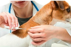 Microchip perros y gatos - veterinario en Zaragoza