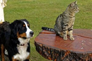 esterilización en perros-esterilización en gatos-veterinario en zaragoza