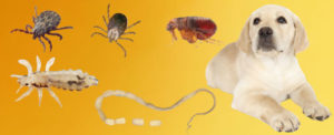 parásitos-en-perros