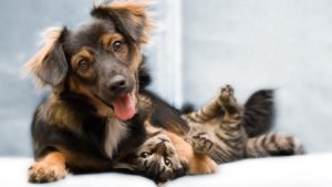 "Perro jugando con gatito en Centro Veterinario en Zaragoza"