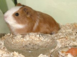 Generalidades de las cobayas