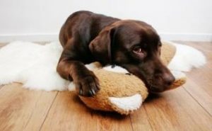 filariosis canina-veterinario en zaragoza-veterinario perros