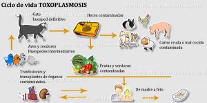 toxoplasmosis en gatos-veterinario en zaragoza