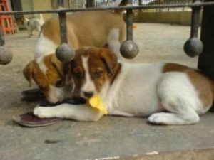 "Cachorros destruyendo cosas por ansiedad"