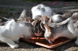Como alimentar a un gato