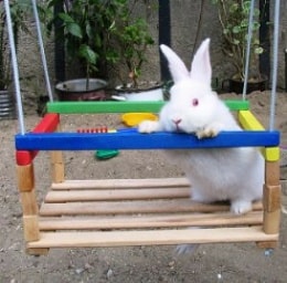 Conejo montado en un columpio en Zaragoza