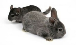 Conejo y chinchilla pueden convivir juntos