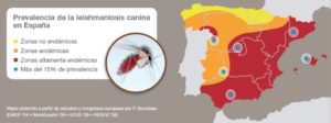 Leishmaniosis enfermedad endémica en España