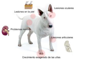 La leishmania puede presentar diferentes tipos de síntomas.