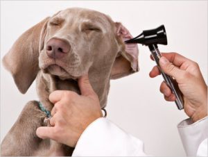 "Perro en el veterinario durante una revisión de los oídos"