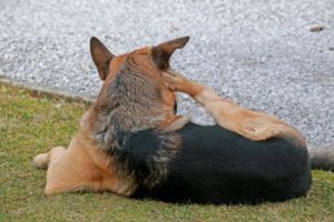 "Perro rascandose las orejas porque presenta otitis en perros y gatos"