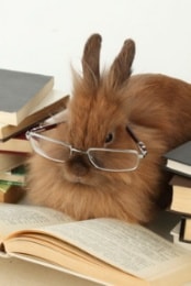 Conejos leyendo un libro