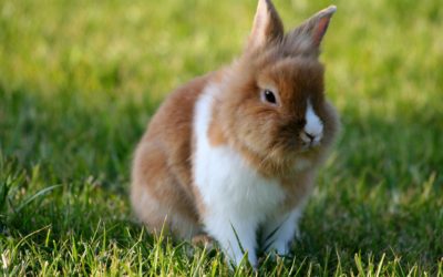 Ventajas e inconvenientes de tener un conejo
