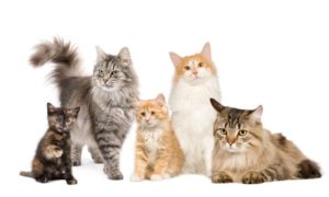 Veterinario de gatos en Zaragoza