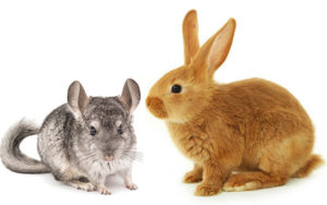 Las chinchillas y los conejos se llevan bien.