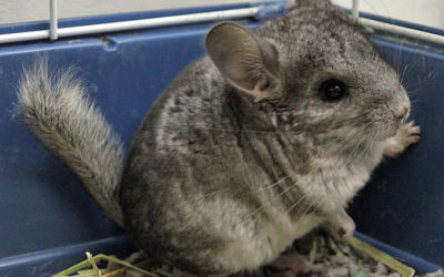 Elección de jaulas para chinchillas