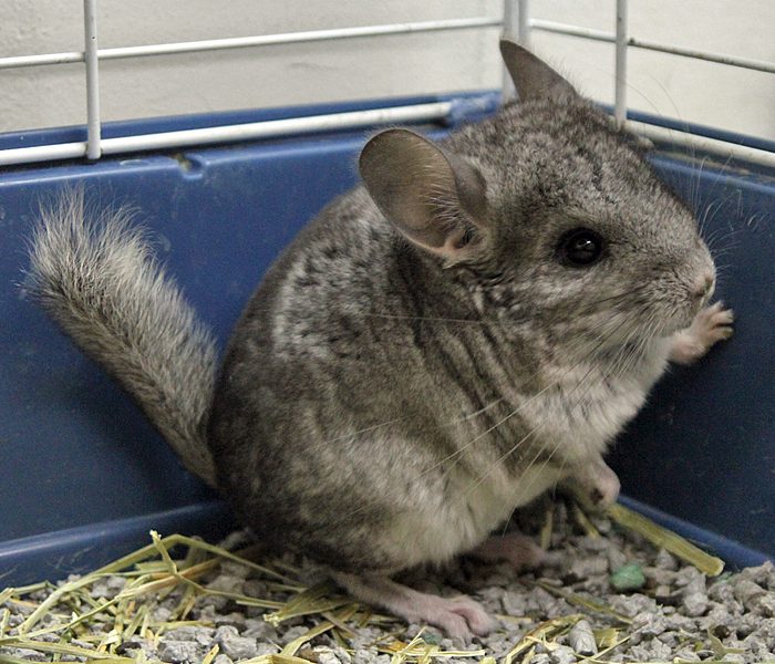 Elección de jaulas para chinchillas