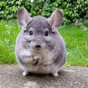 Chinchilla mirando a camara