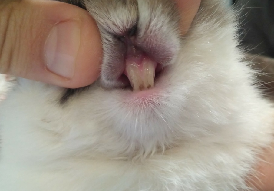 Crecimiento continuo en dientes de conejos