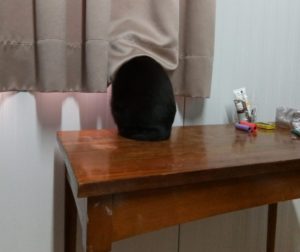 Gato mirando por la ventana