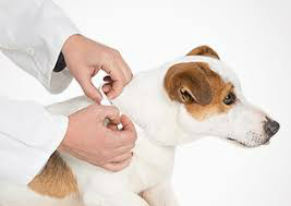 Colocación de un collar antiparasitos en un perro.