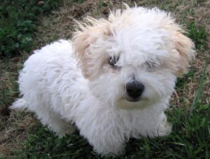 Perro bichon frise
