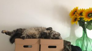 Gato en casa descansando