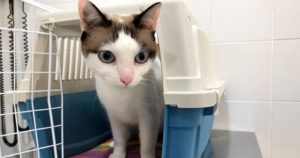 Gato en el veterinario.