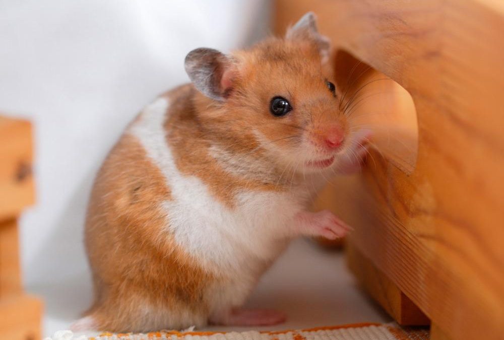 Hamster común: cuidados y generalidades