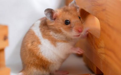 Hamster común: cuidados y generalidades