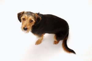 Señales de calma en perros