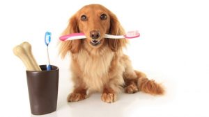 Perro con cepillo de dientes