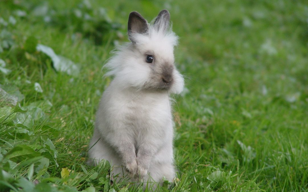 Cuidados del conejo