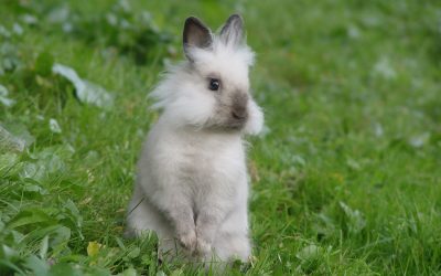 Cuidados del conejo