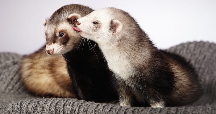 Comportamiento de los hurones