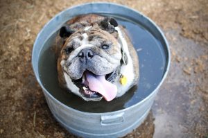 Perro remojandose en un cubo de agua