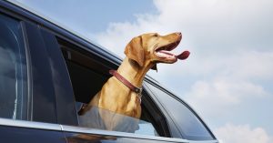 Perro sacando la cabeza por la ventanilla de un coche