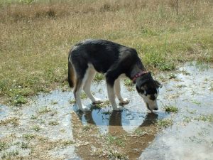 Perro bebiendo agua de un charco