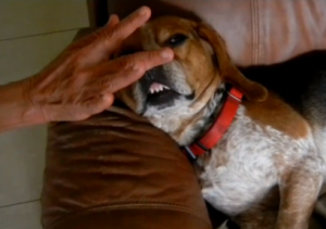 perro estornudando