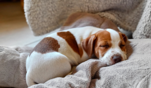 perro durmiendo