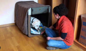 dueño acariciando a su perro