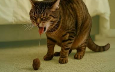 Las bolas de pelo y los gatos
