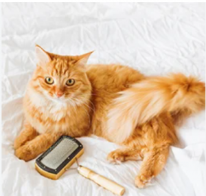 gato con cepillo