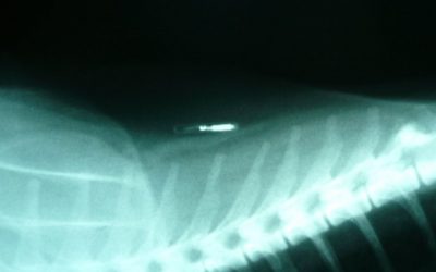 Identificación con microchip. El DNI de tu mascota.