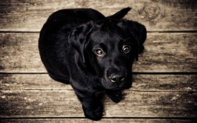 Señales de calma: el lenguaje de los perros
