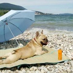 ¿Tiene tu perro manchas en la piel?
