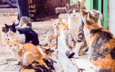 Conflictos entre gatos
