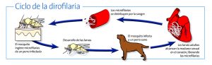 filariosis canina-veterinario en zaragoza-veterinario perros