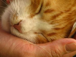 Medidas preventivas de toxoplasmosis para las personas