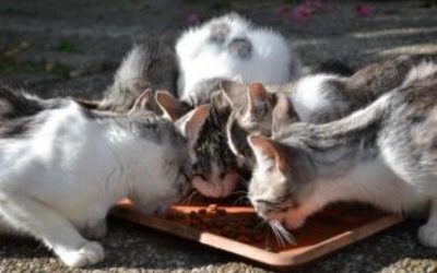 Como alimentar a un gato